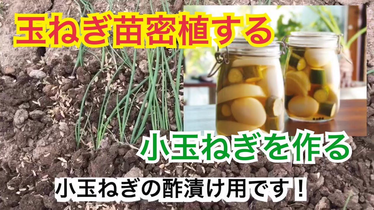 農業 玉ねぎ苗を密植して小玉ねぎ酢漬け用栽培 Youtube 農業 玉ねぎ苗を密植して小玉ねぎ酢漬け用栽培 Youtube