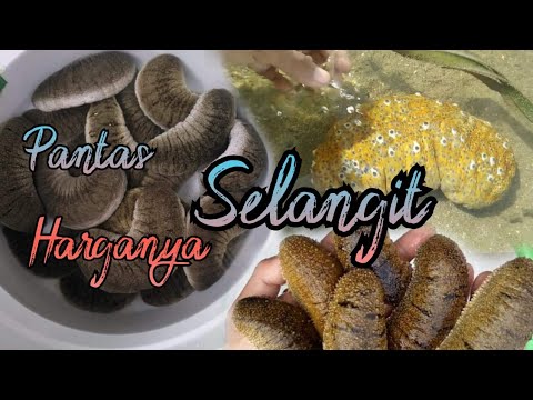 Video: Teripang - Khasiat, Aplikasi, Kontraindikasi, Kandungan Kalori, Vitamin