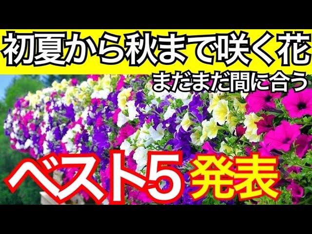 夏の寄せ植え ガーデニング 庭を彩る初夏から秋まで咲く花を教えます 花苗の植え付け時期 ベコニア ペチュニア インパチェンス マリーゴールド 日々草の育て方 Youtube