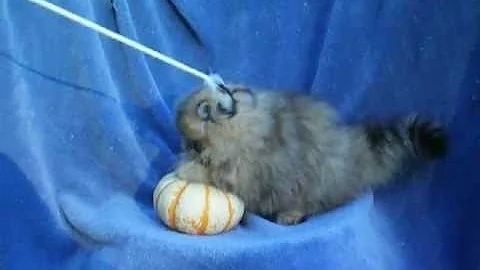Watch the video about Largest shaded Golden Persian Kitten 12 weeks old- Babybrat Persians