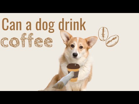 Βίντεο: Trouble Brews For Coffee ο ιδιοκτήτης του σκύλου Panhandling