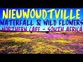 Amazing Waterfall and Wild Flowers - Nieuwoudtville - Northern Cape - South Africa