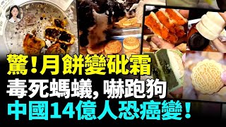 震驚！中國月餅變砒霜？毒死螞蟻嚇跑狗！被美貼致癌標籤！中國14億人被割韭菜！中秋拒買月餅，滿滿科技狠活！#食安#黑幕#