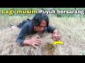 DI BULAN DESEMBER SEMUA PUYUH MEMBANGUN SARANG