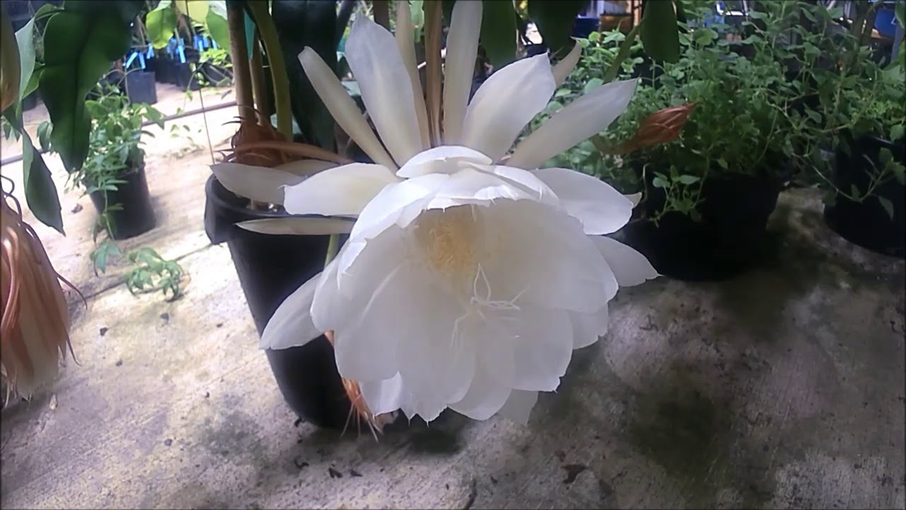 Night Blooming Flower queen of the night time lapse YouTube