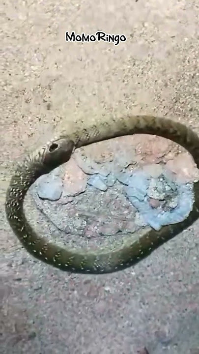 Aksi Kocak! Kobra Bingung Hingga Memakan Ekor Sendiri 😱 |  #KobraMakanEkor #AksiKobra
