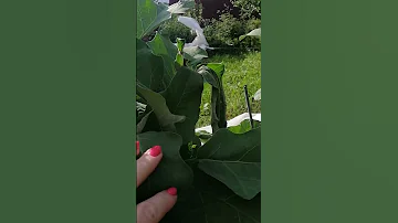 Вертициллезное увядание растений. Рассмотрим что нужно делать