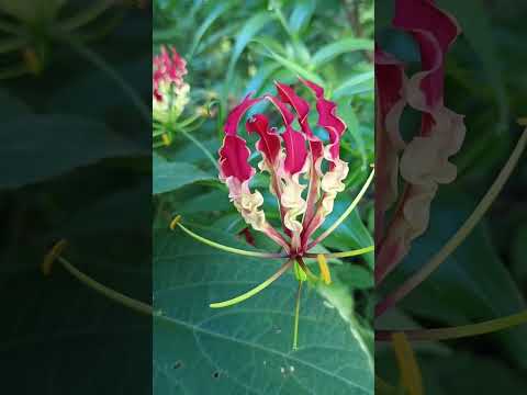 Red Flower Short Video
