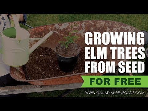 Video: Drake Elm Tree Informații - Aflați cum să creșteți un Drake Elm Tree