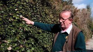 How to cover a steep bank - Burncoose Nurseries