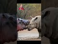 De@dly kick😳😳😳😳#animals #comedymove #funnyvideos #ai #funny #comedyfilms #wildlife #funnycomedy 