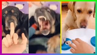 CUTE ANIMALS DOING FUNNY THINGS 2021 | Funny And Crazy Animals Compilation by Funny and Crazy Animals 37 views 2 years ago 3 minutes, 9 seconds