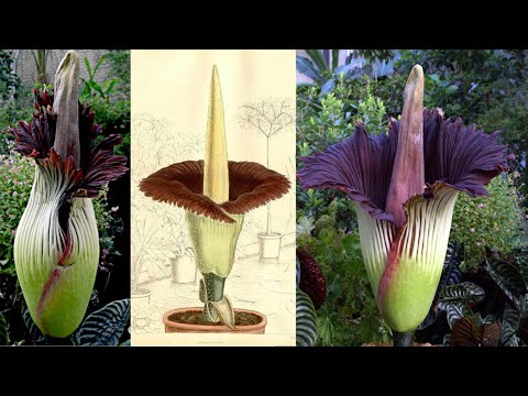 Бейне: Amorphophallus Titanic (18 фото): алып гүлдің ерекшеліктері, қызықты фактілер, ол қайда өседі