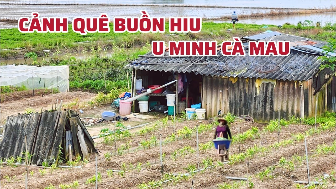 Bất Ngờ Nhìn Cảnh Quê Buồn Hiu Ở U Minh Cà Mau, Đường Làng Thiếu Bóng Người 2025