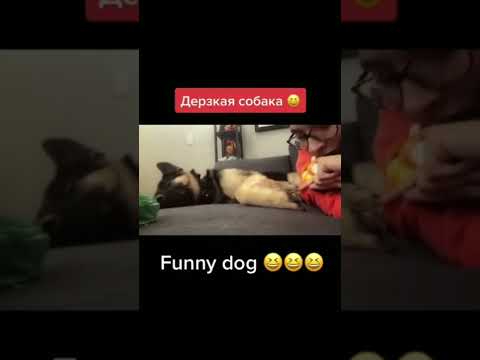 Shorts Meme Memes Dogs Dog Собаки Прикол Мем Смешно