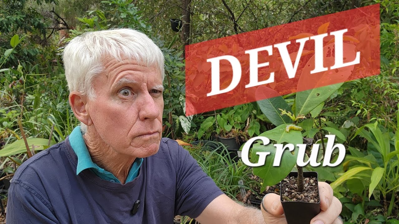 Личинка пилильщика пожирает мои саженцы.