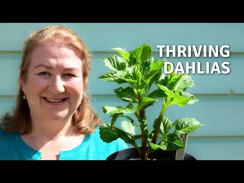 How I Help My Dahlias Thrive 🌿 Pinching, Feeding & Supporting Dahlias // Cottoverdi