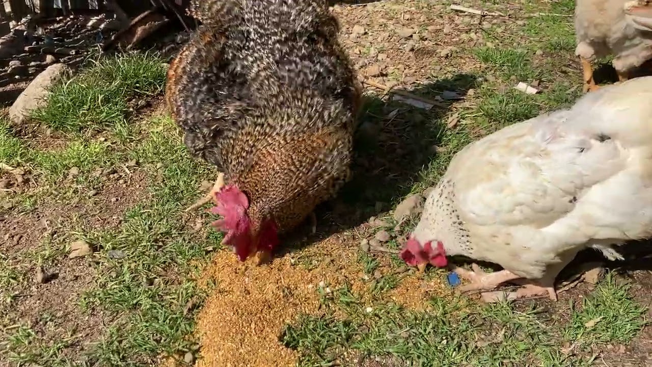 こぼしたエサをパタとペコが一緒に食べている。たまに、ペコが攻撃している