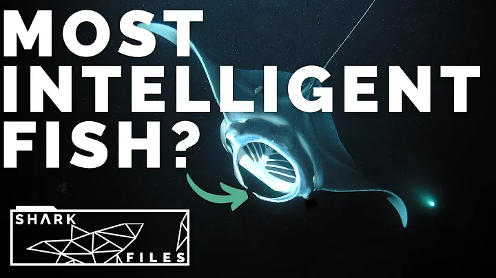 Our Ocean's Most Intelligent Fish? The Manta Ray