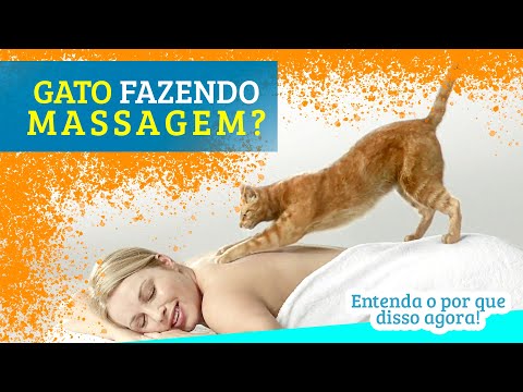 Vídeo: Como fazer um gato acariciar (com fotos)