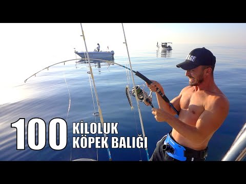 Deli Mi Ne ile Oltamıza 100 Kiloluk Köpek Balığı Vurdu !!