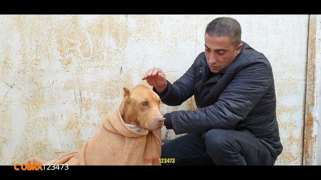 موت الكلبة لوسي (رفيقة الدرب) بعمر ١٣ عام الوداع لوسي مع جمال العمواسي