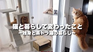 【良かったこと】猫と暮らして変わったこと￤茶トラ猫のいる暮らし￤一人暮らし