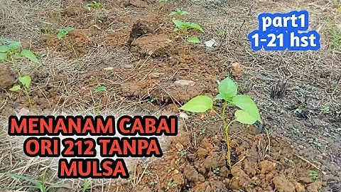 MENANAM CABE ORI 212 TANPA MULSA TANPA OLAH TANAH TANPA PUPUK DASAR 1-21 HST
