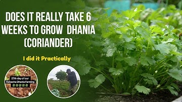 Does Dhania Really Take 6 Weeks to Grow? I Tested It Practically and Here