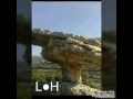 الملك فؤاد غازي صادفت المها وارد عنبعين 