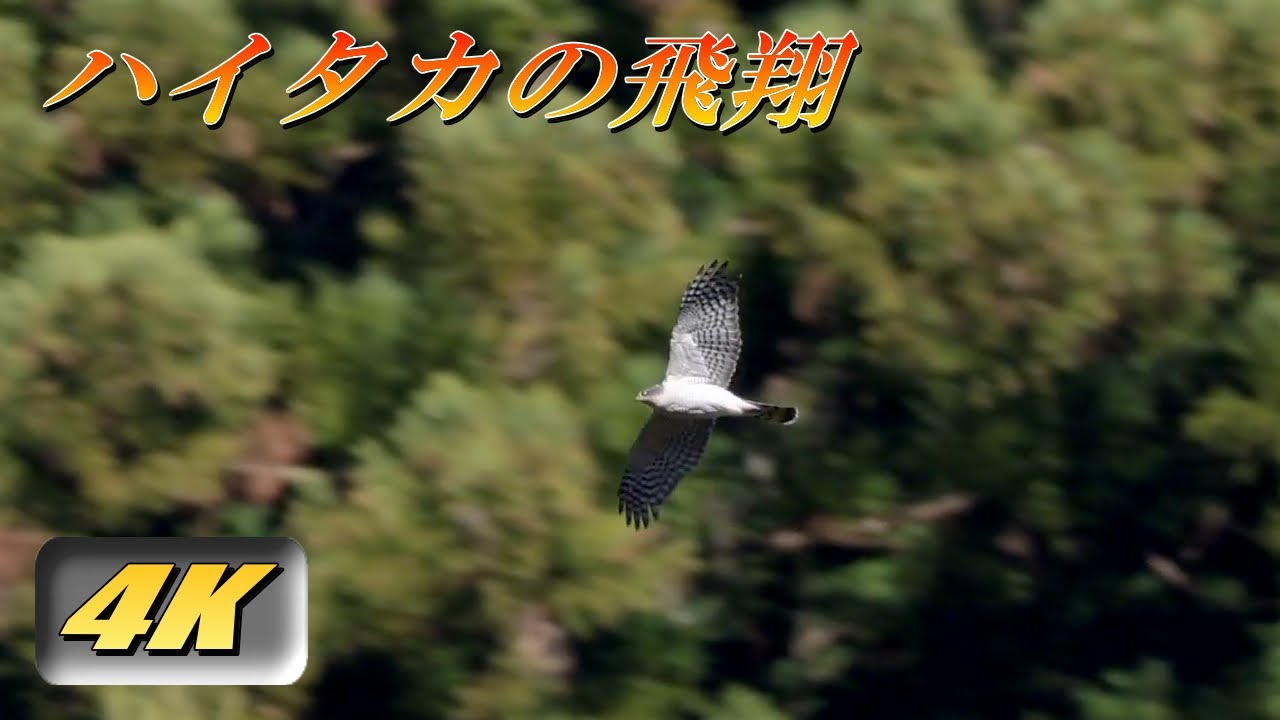 【ハイタカの飛翔】クマタカ狙いのフィールドで撮影