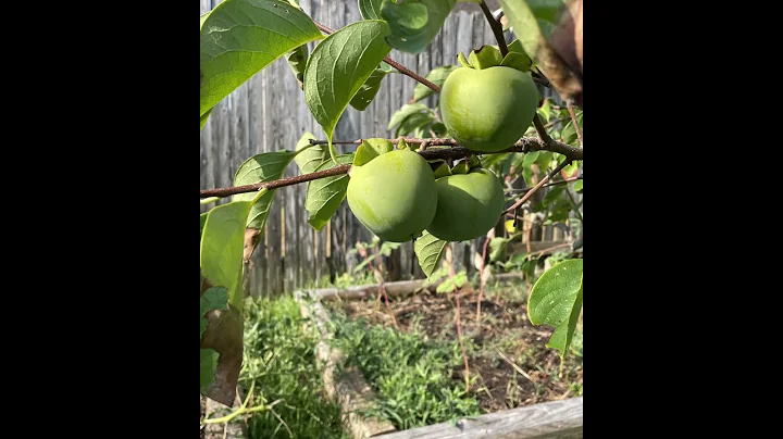 Fruit Trees