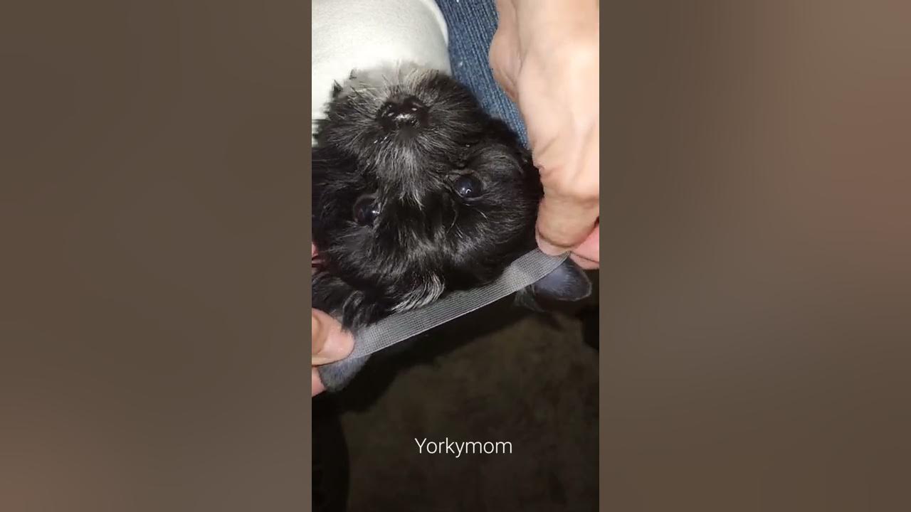 TAPING YORKIE EARS YouTube