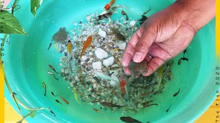 Turtle Betta Koi Carp Fish Goldfish Angelfish Guppy Guppies Molly Catfish