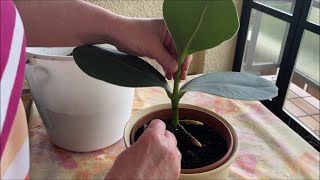 Цветок фикуса каучукового. Ficus rubber flower.