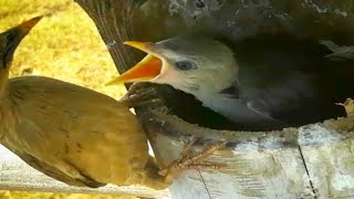 Chestnut-tailed starling bird, baby food, not afraid to get tired#bird