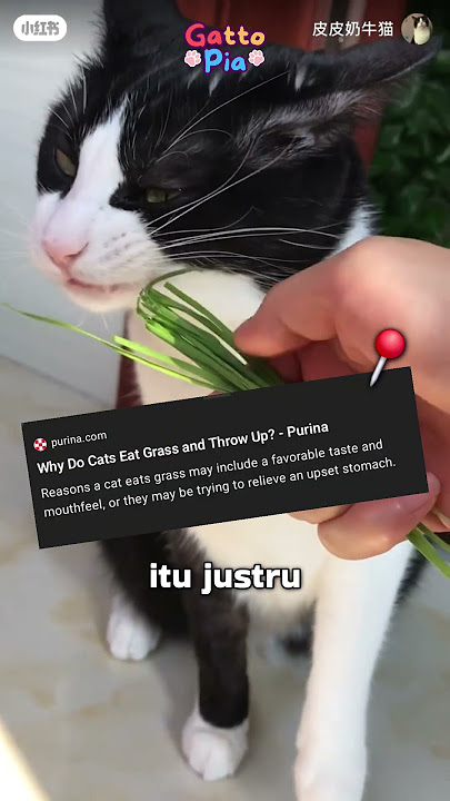 Kucing Suka Makan Rumput dan Muntah? 😺🌿 | Gattopia #funfacts