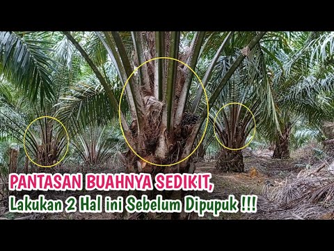 Video: Kapan semak harus dipangkas?