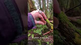 A winter forage in between showers