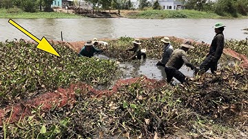 Quái lạ ! đám lục bình này cá sao lại kinh hoàng đến thế. kéo nhau đi bắt ổ cá khủng trong lục bình