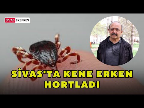 Sivas'ta Kene Erken Hortladı