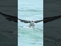 النسر القوي The Strong Eagle