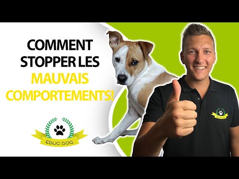 Vidéo: Comment Sevrer Un Chien Des Mauvaises Habitudes