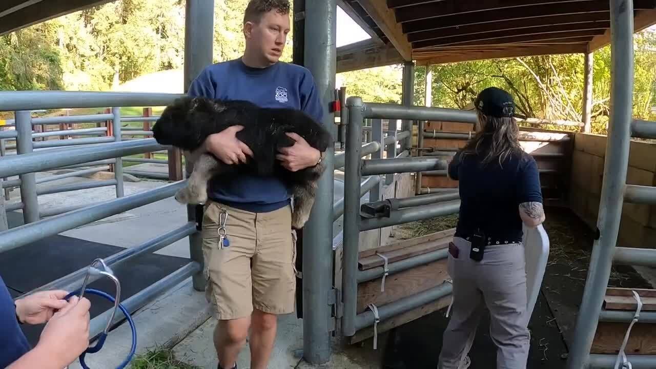 Muskox Calf Born at Washington's Point Defiance Zoo