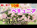 挿し芽で10倍❣️『ペチュニア』の挿し芽🌱