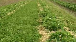 Cover Crops Between Plastic from Vegetable Farmers and their Innovative Cover Cropping Techniques