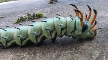 hickory horned devil worm