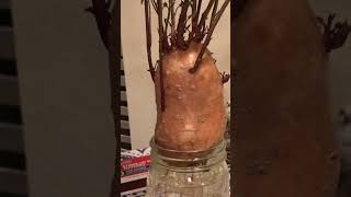 Thrives on neglect | Sweet potato | Grow your own food