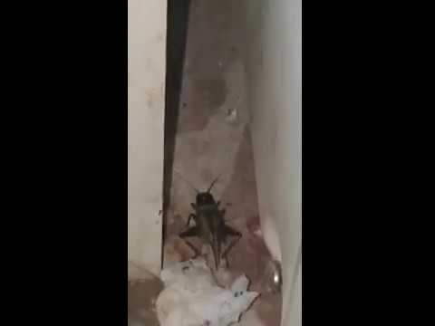 كيف تجعل صرصور الليل يصمت