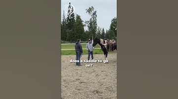 Establishing Your Bubble With Your Horse! Part 4! | The Horse Guru - Michael Gascon